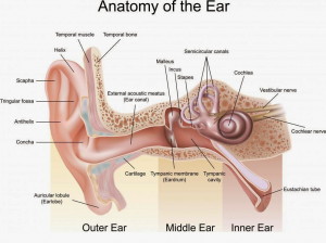 Ear Anatomy.jpg